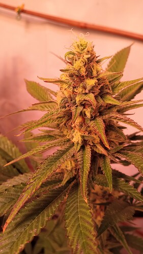 Growreport Bild 17