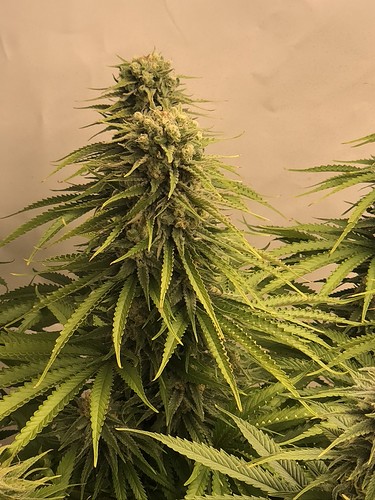 Growreport Bild 13