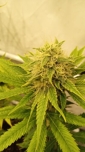 Growreport Bild 2