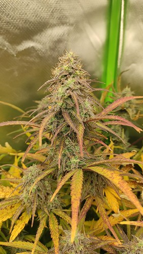 Growreport Bild 4