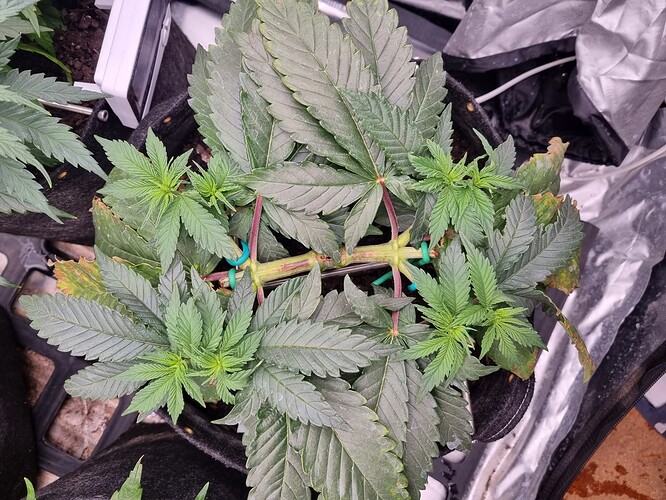 Growreport Bild 8