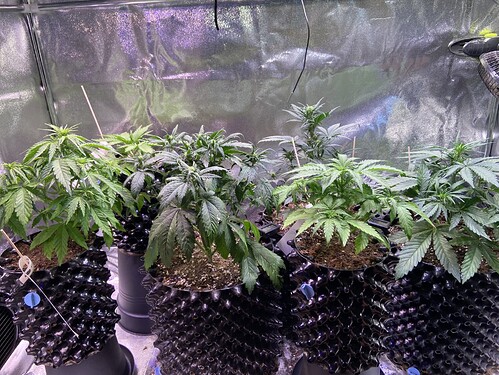 Growreport Bild 4