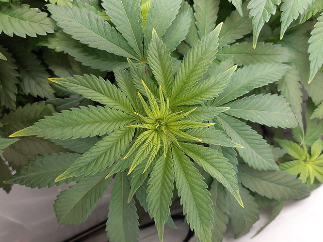 Growreport Bild 2