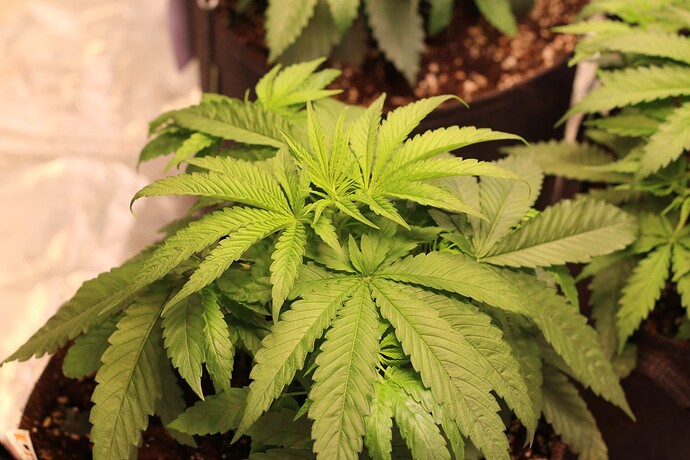 Growreport Bild 14