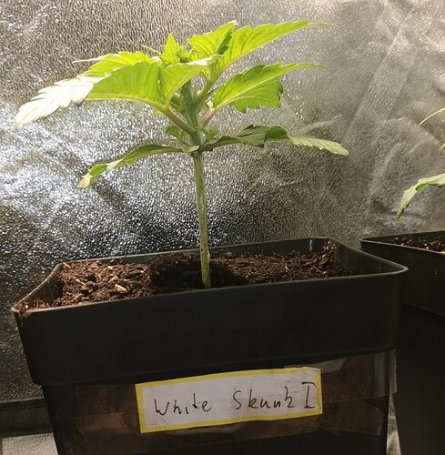 Growreport Bild 9