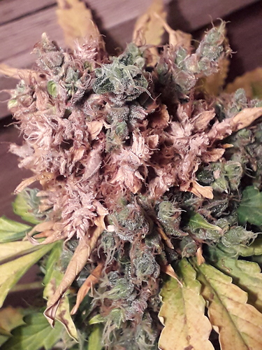 Growreport Bild 13