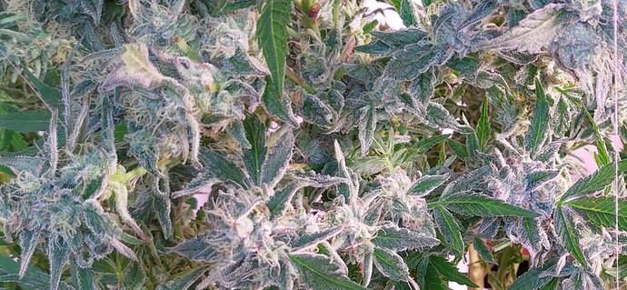 Growreport Bild 20