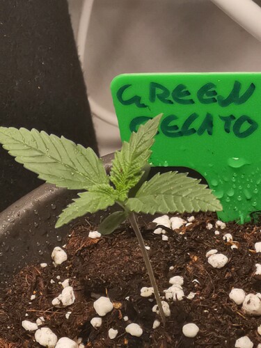 Growreport Bild 8