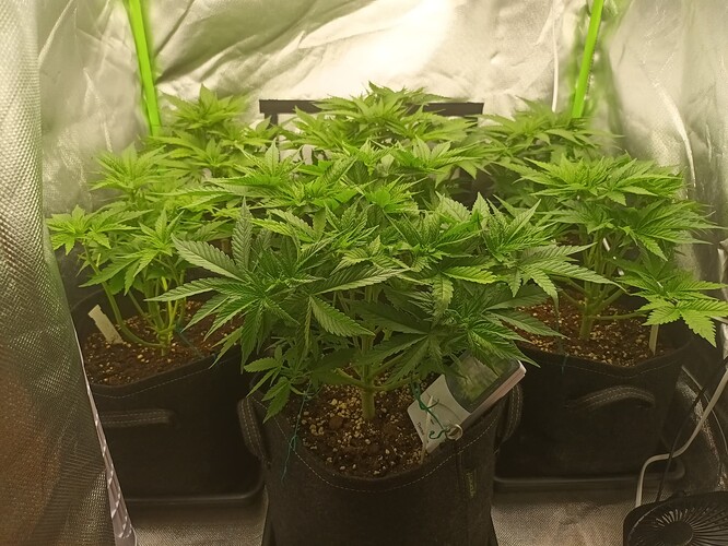 Growreport Bild 6