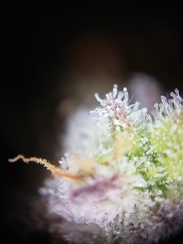 GG#2_240108-4