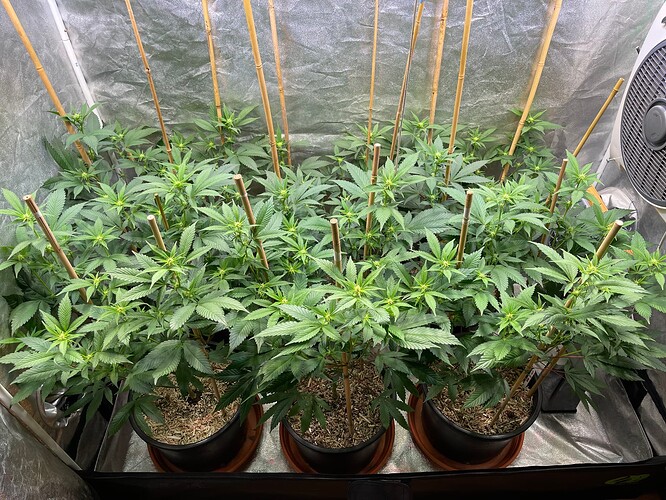 Growreport Bild 3