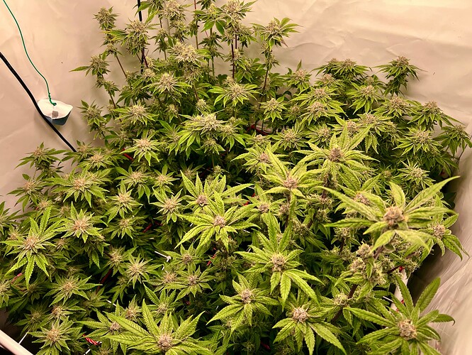 Growreport Bild 9