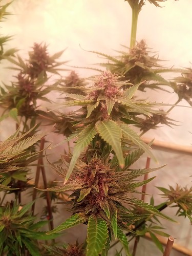 Growreport Bild 43