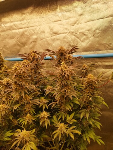 Growreport Bild 17