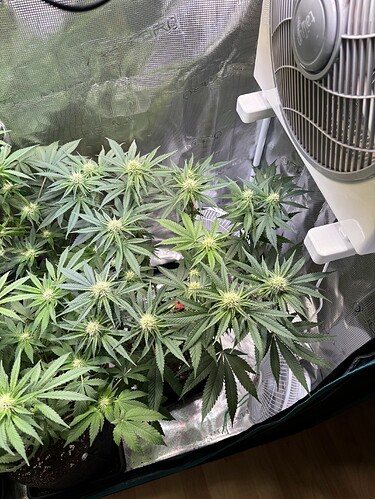 Growreport Bild 20