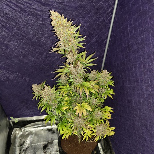Growreport Bild 26