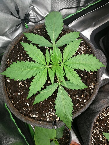 Growreport Bild 152