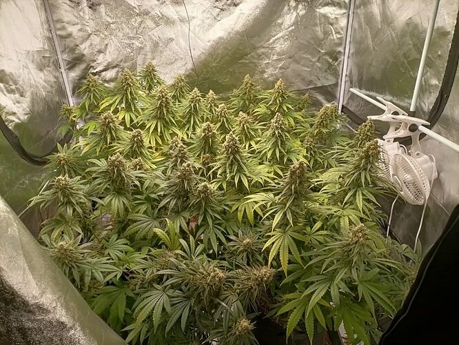 Growreport Bild 4