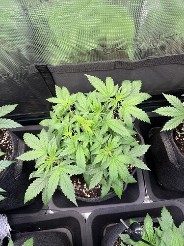 Growreport Bild 4
