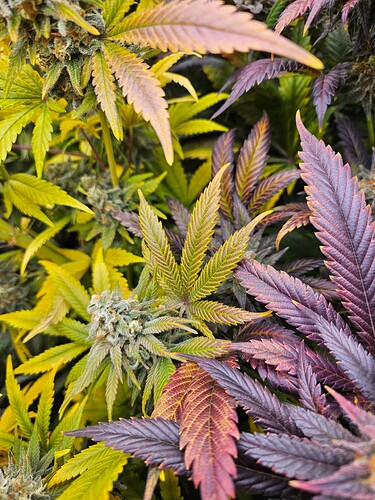 Growreport Bild 13