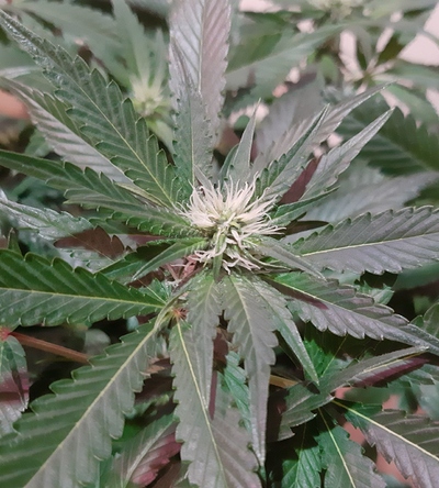 Growreport Bild 15