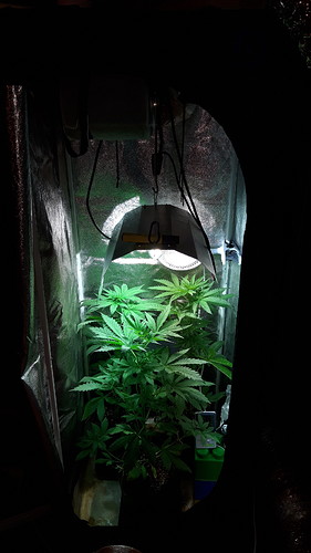 Growreport Bild 16