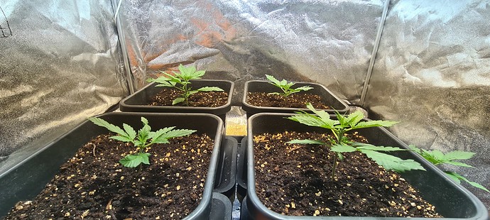 Growreport Bild 16