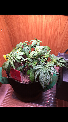 Growreport Bild 5