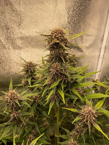 Growreport Bild 4