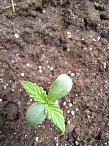 Growreport Bild 7
