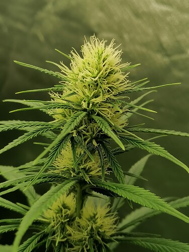 Growreport Bild 11