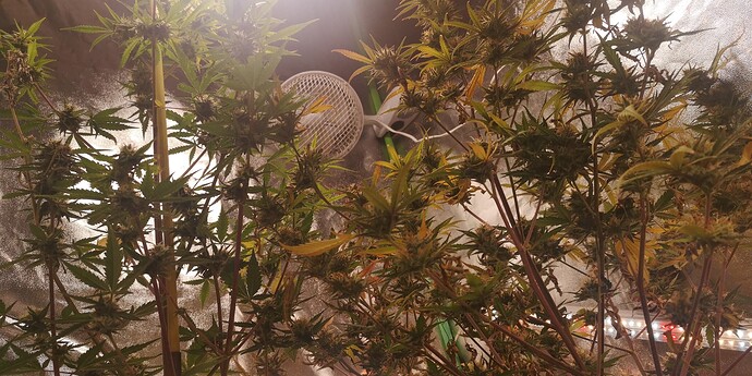 Growreport Bild 6