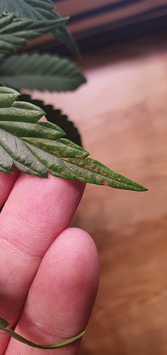Growreport Bild 9