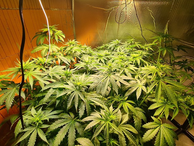 Viele junge Cannabispflanzen in der Wachstumsphase, dicht beieinander stehend, unter einer LED-Lampe in einer Growbox.
