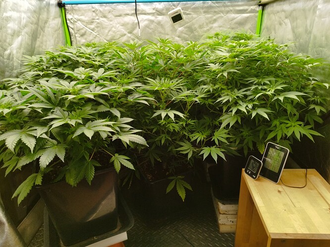 Growreport Bild 4