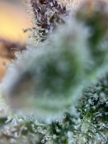 Growreport Bild 31