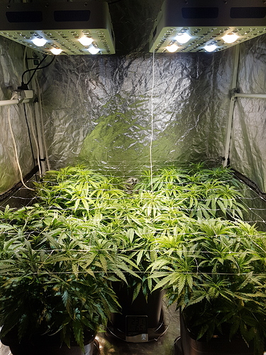 Growreport Bild 4