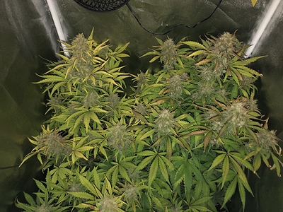 Growreport Bild 5