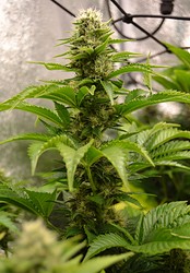 Growreport Bild 17