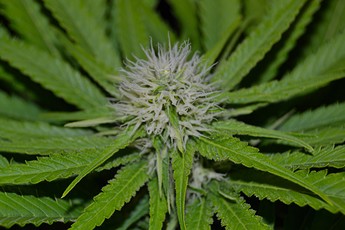 Growreport Bild 10