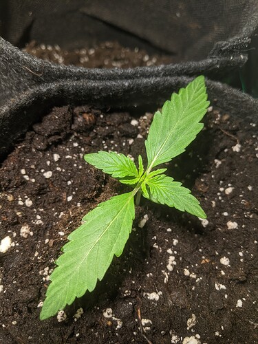 Growreport Bild 3