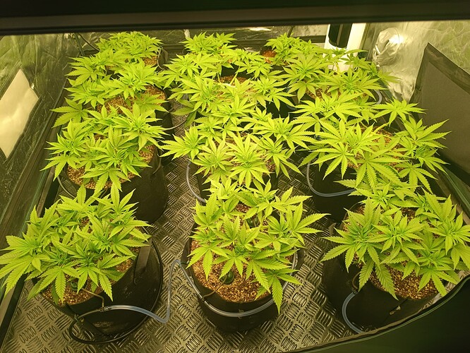 Growreport Bild 1
