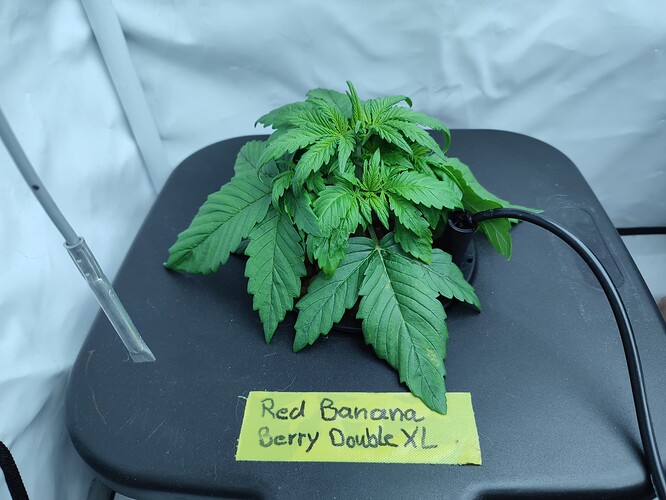 Growreport Bild 1
