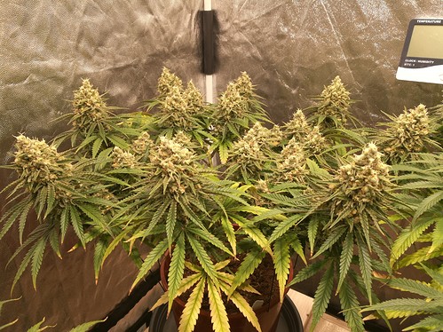Growreport Bild 10