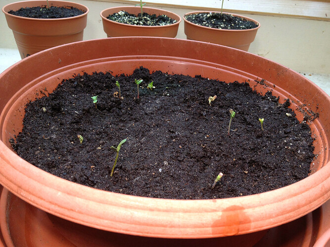 Growreport Bild 102