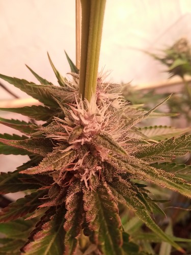 Growreport Bild 31