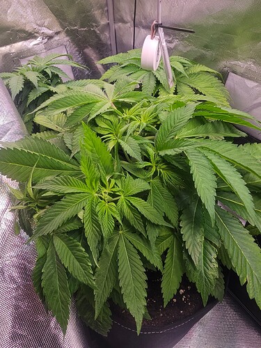Growreport Bild 3