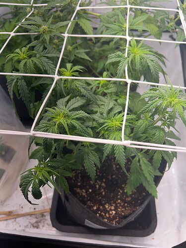 Growreport Bild 2