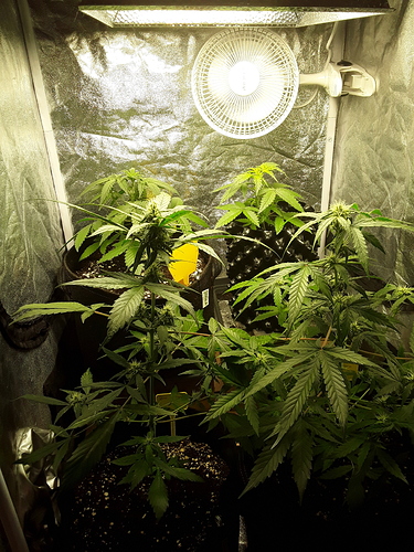 Growreport Bild 7