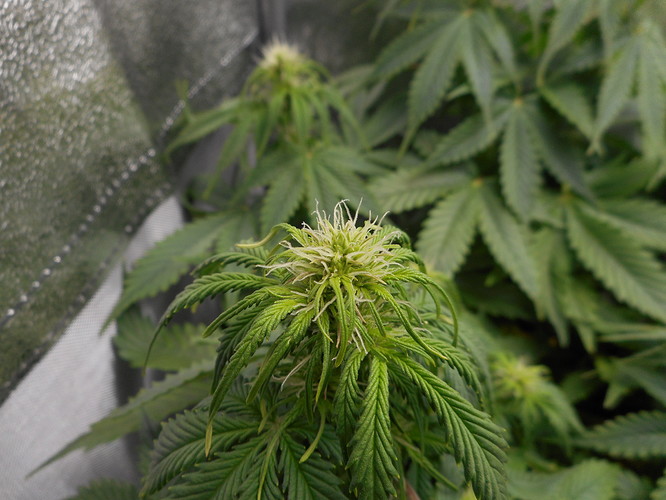 Growreport Bild 3